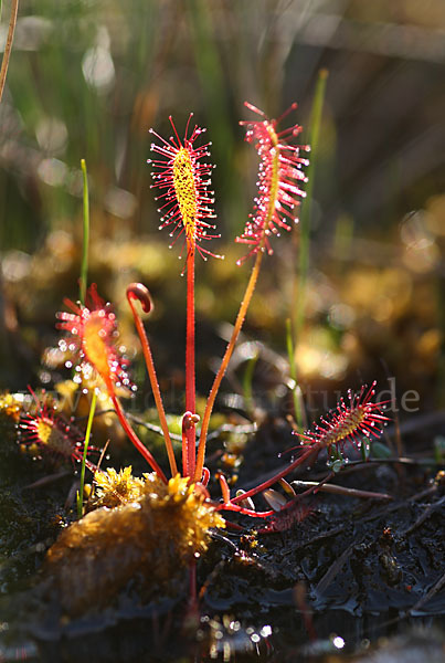 Mittlerer Sonnentau (Drosera intermedia)