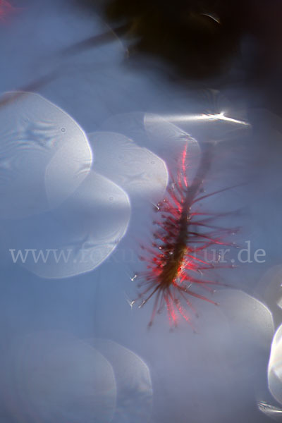 Mittlerer Sonnentau (Drosera intermedia)