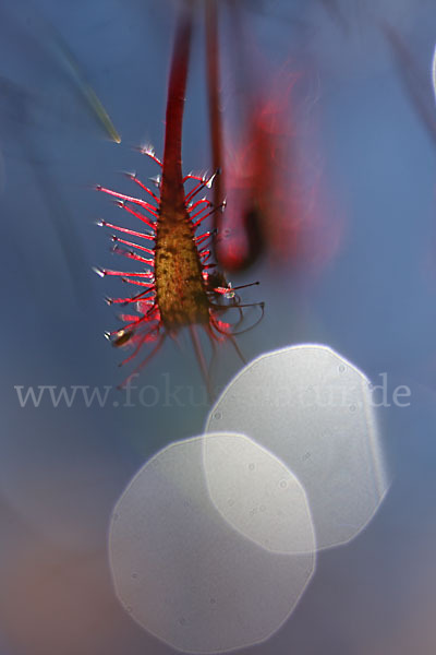 Mittlerer Sonnentau (Drosera intermedia)