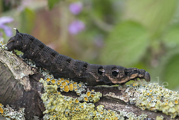 Mittlerer Weinschwärmer (Deilephila elpenor)