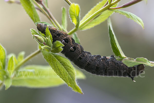 Mittlerer Weinschwärmer (Deilephila elpenor)