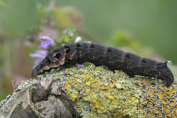 Mittlerer Weinschwärmer (Deilephila elpenor)