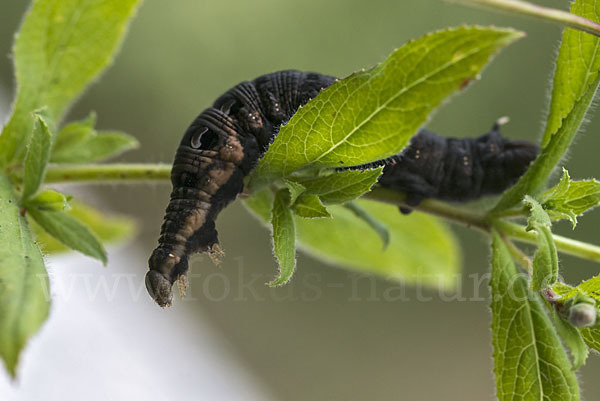 Mittlerer Weinschwärmer (Deilephila elpenor)