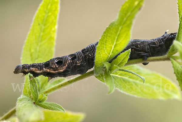 Mittlerer Weinschwärmer (Deilephila elpenor)