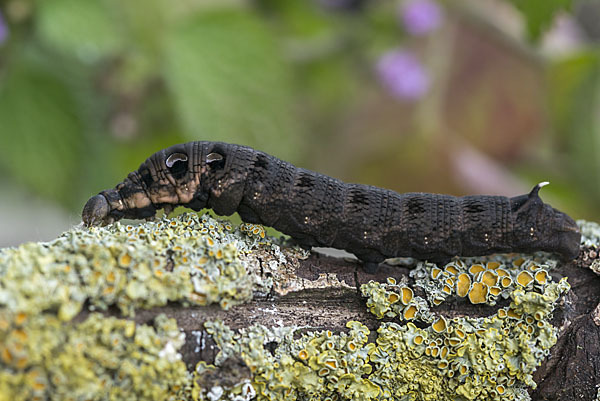 Mittlerer Weinschwärmer (Deilephila elpenor)