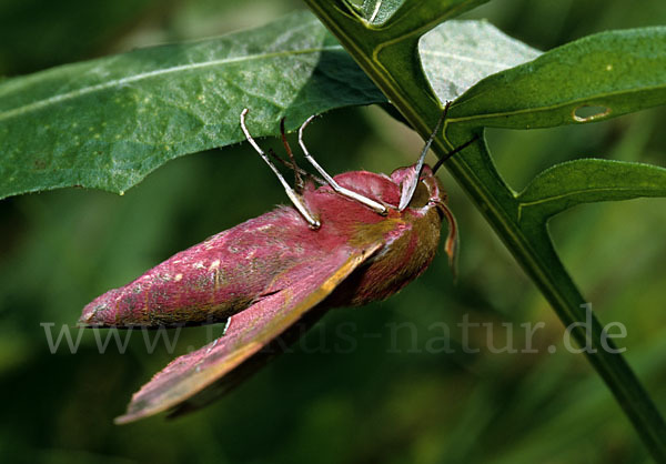 Mittlerer Weinschwärmer (Deilephila elpenor)