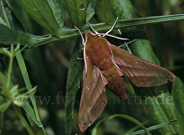 Mittlerer Weinschwärmer (Deilephila elpenor)