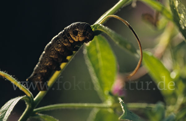 Mittlerer Weinschwärmer (Deilephila elpenor)