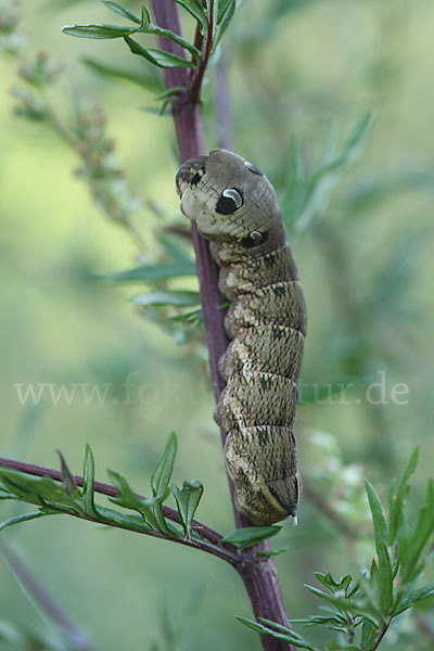 Mittlerer Weinschwärmer (Deilephila elpenor)