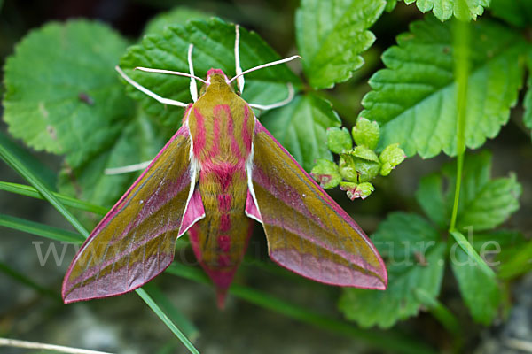 Mittlerer Weinschwärmer (Deilephila elpenor)