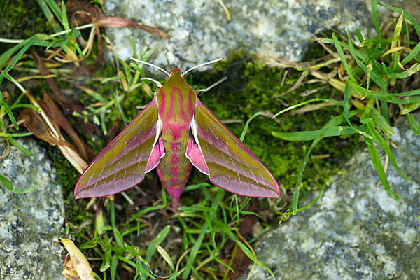 Mittlerer Weinschwärmer (Deilephila elpenor)