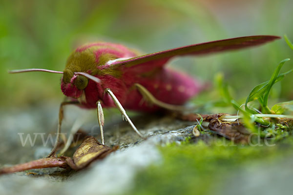 Mittlerer Weinschwärmer (Deilephila elpenor)