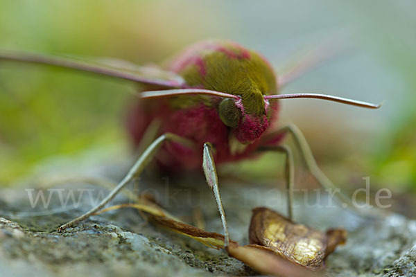 Mittlerer Weinschwärmer (Deilephila elpenor)