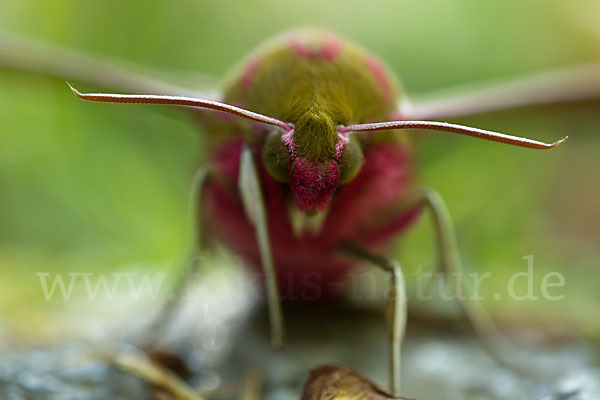 Mittlerer Weinschwärmer (Deilephila elpenor)