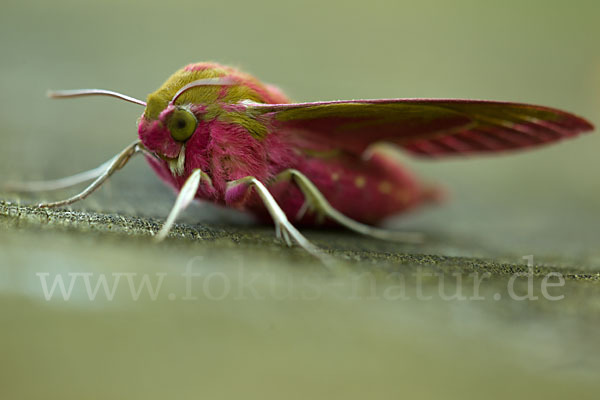 Mittlerer Weinschwärmer (Deilephila elpenor)