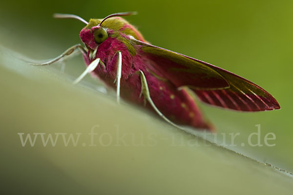 Mittlerer Weinschwärmer (Deilephila elpenor)