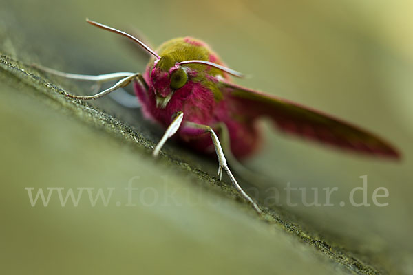 Mittlerer Weinschwärmer (Deilephila elpenor)