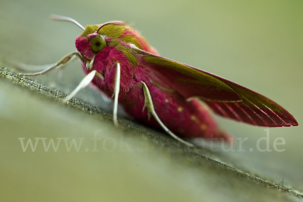 Mittlerer Weinschwärmer (Deilephila elpenor)