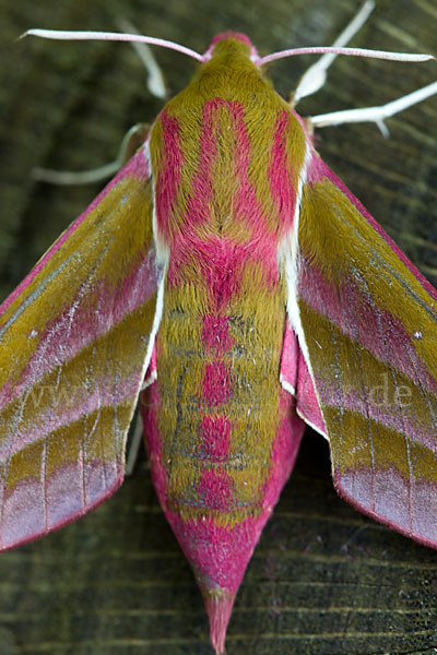 Mittlerer Weinschwärmer (Deilephila elpenor)