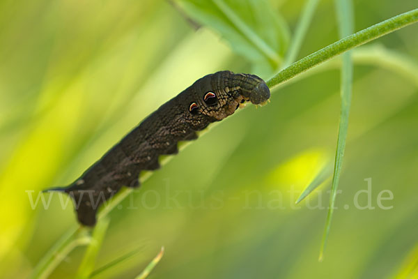 Mittlerer Weinschwärmer (Deilephila elpenor)