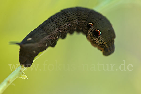 Mittlerer Weinschwärmer (Deilephila elpenor)