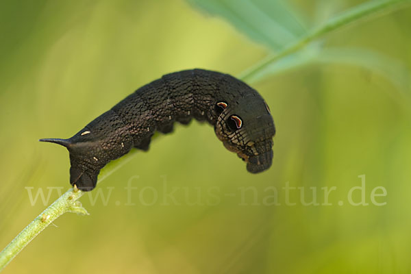 Mittlerer Weinschwärmer (Deilephila elpenor)