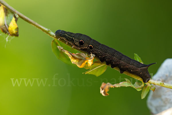 Mittlerer Weinschwärmer (Deilephila elpenor)