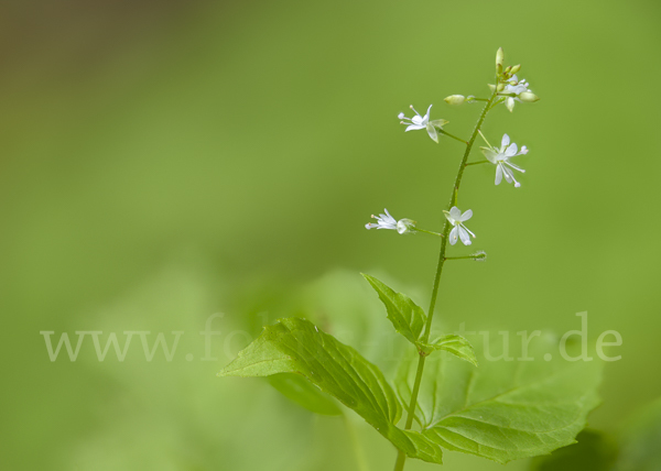 Mittleres Hexenkraut (Circaea x intermedia)