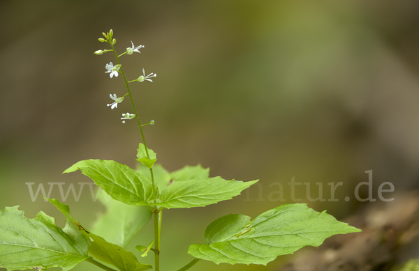 Mittleres Hexenkraut (Circaea x intermedia)