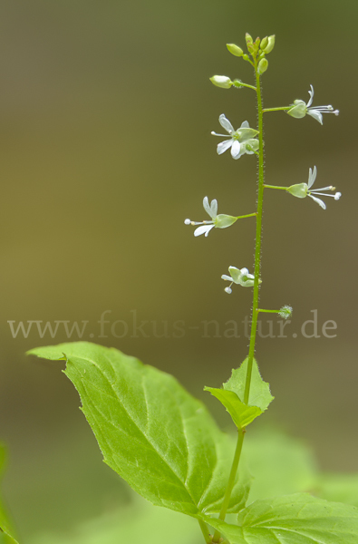 Mittleres Hexenkraut (Circaea x intermedia)