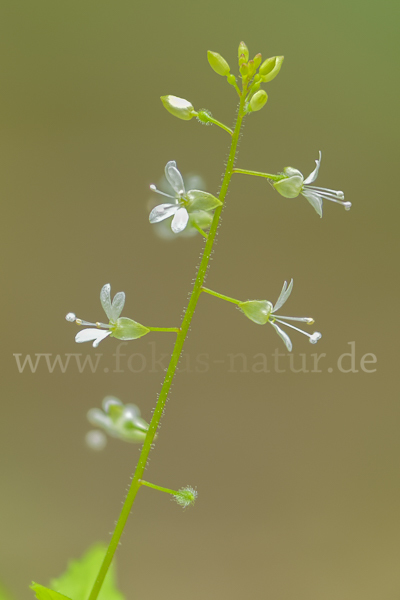 Mittleres Hexenkraut (Circaea x intermedia)