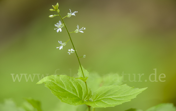 Mittleres Hexenkraut (Circaea x intermedia)