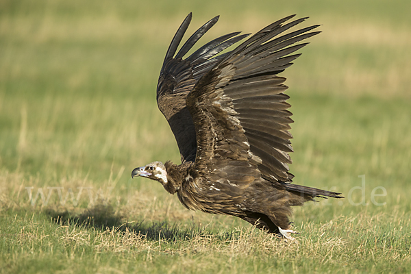 Mönchsgeier (Aegypius monachus)