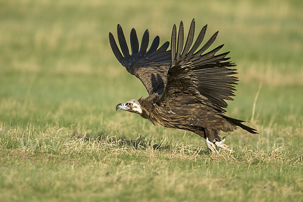 Mönchsgeier (Aegypius monachus)