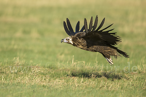 Mönchsgeier (Aegypius monachus)