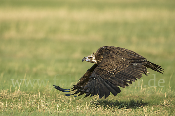 Mönchsgeier (Aegypius monachus)