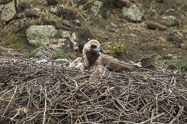 Mönchsgeier (Aegypius monachus)