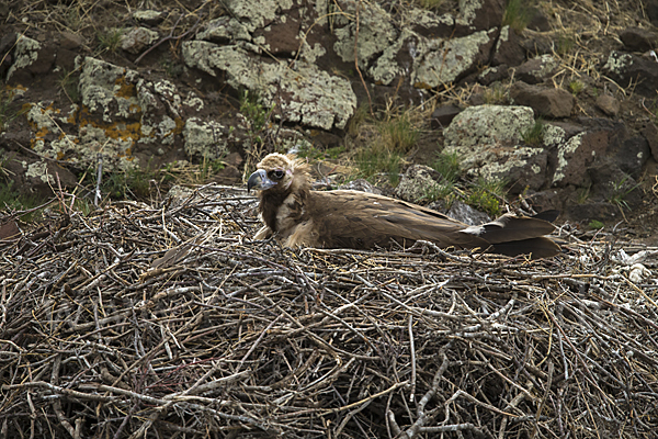 Mönchsgeier (Aegypius monachus)