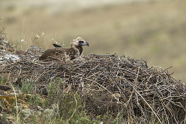 Mönchsgeier (Aegypius monachus)