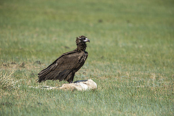 Mönchsgeier (Aegypius monachus)