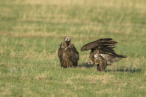 Mönchsgeier (Aegypius monachus)