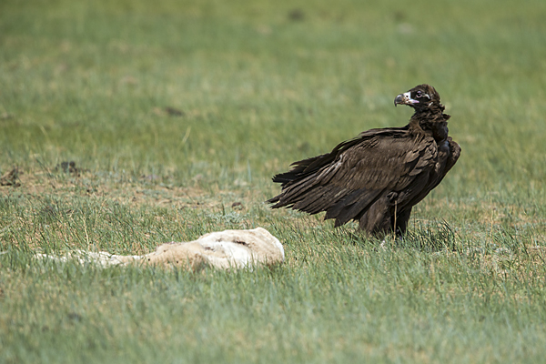 Mönchsgeier (Aegypius monachus)