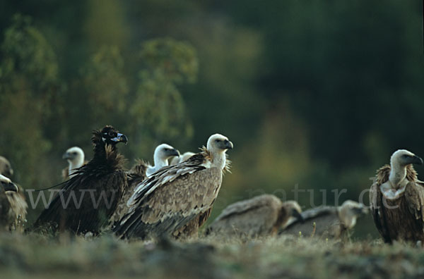 Mönchsgeier (Aegypius monachus)