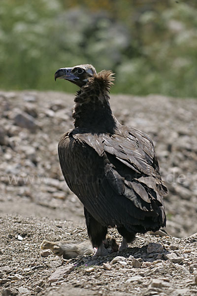 Mönchsgeier (Aegypius monachus)