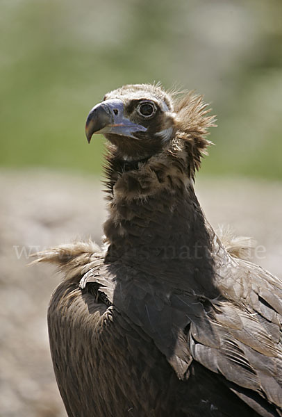 Mönchsgeier (Aegypius monachus)