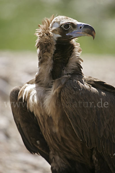 Mönchsgeier (Aegypius monachus)