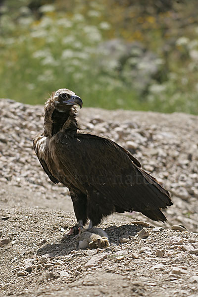 Mönchsgeier (Aegypius monachus)