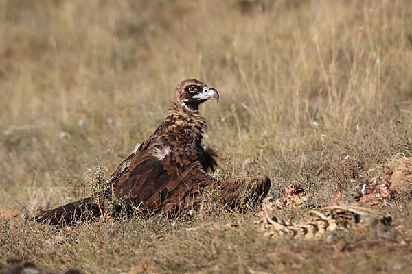 Mönchsgeier (Aegypius monachus)