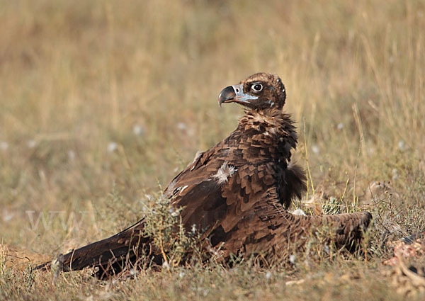 Mönchsgeier (Aegypius monachus)