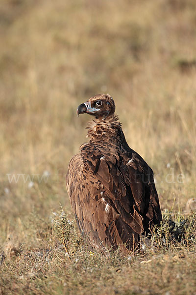 Mönchsgeier (Aegypius monachus)